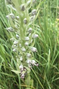 <i>Himantoglossum hircinum</i>