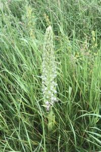 <i>Himantoglossum hircinum</i>