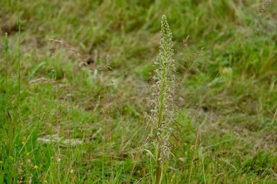 <i>Himantoglossum hircinum</i>