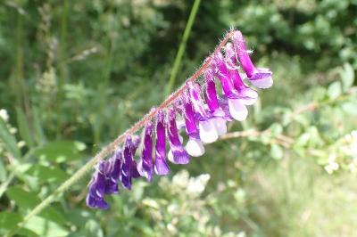 <i>Vicia villosa</i>