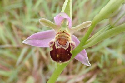 <i>Ophrys apifera</i>