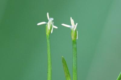 <i>Isolepis fluitans</i>