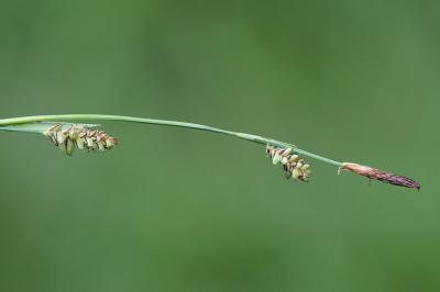 <i>Carex panicea</i>