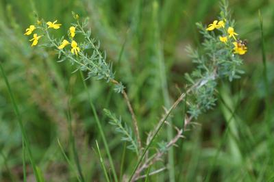 <i>Genista anglica</i>