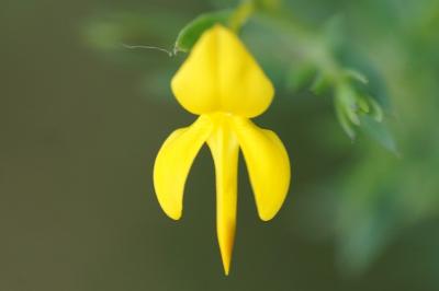 <i>Genista anglica</i>