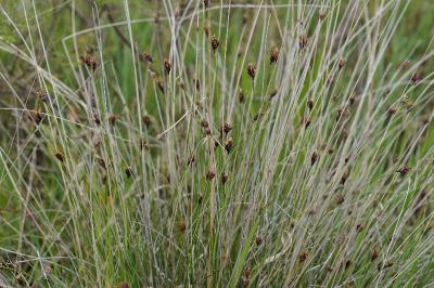 <i>Schoenus nigricans</i>
