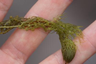 <i>Utricularia</i>