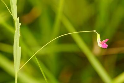 <i>Lathyrus nissolia</i>