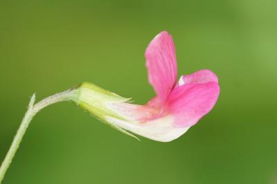 <i>Lathyrus nissolia</i>