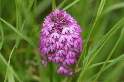 <i>Anacamptis pyramidalis</i>