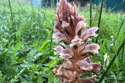 <i>Orobanche minor</i>