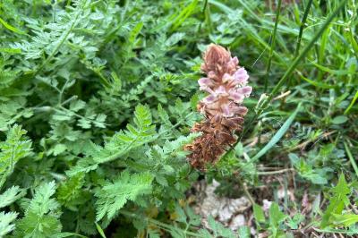 <i>Orobanche minor</i>
