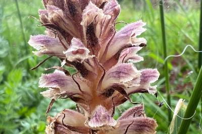 <i>Orobanche minor</i>
