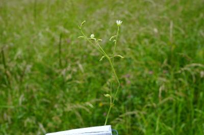 <i>Cerastium fontanum</i>