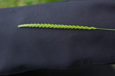 <i>Cynosurus cristatus</i>