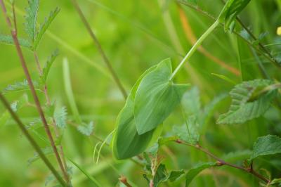 <i>Lathyrus aphaca</i>