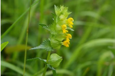 <i>Rhinanthus minor</i>