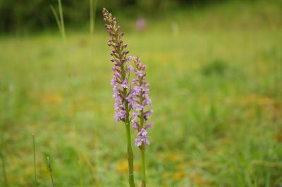 <i>Gymnadenia conopsea</i>
