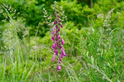 <i>Digitalis purpurea</i>