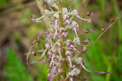 <i>Himantoglossum hircinum</i>