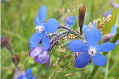 <i>Anchusa azurea</i>