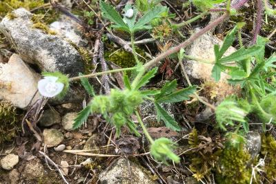 <i>Malva setigera</i>
