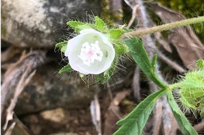 <i>Malva setigera</i>