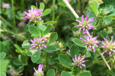 <i>Trifolium resupinatum</i>