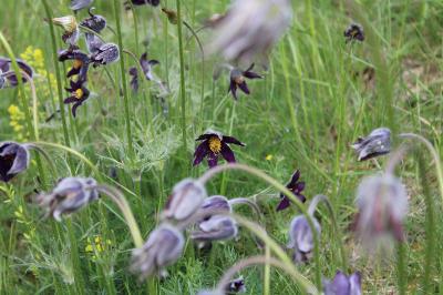 <i>Pulsatilla rubra</i>
