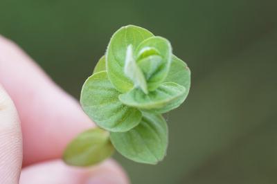 <i>Hypericum elodes</i>