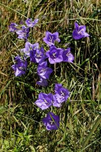 <i>Campanula persicifolia</i>