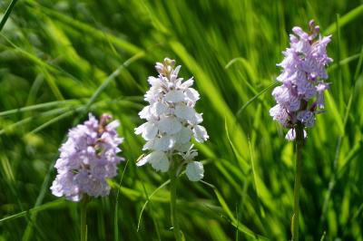 <i>Dactylorhiza maculata</i>