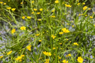 <i>Ranunculus flammula</i>