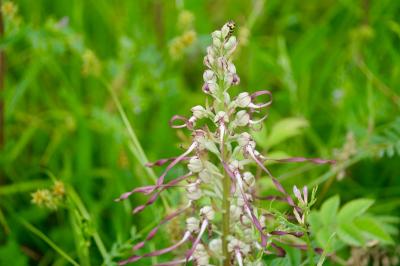 <i>Himantoglossum hircinum</i>