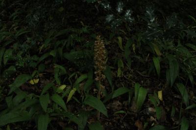 <i>Neottia nidus-avis</i>