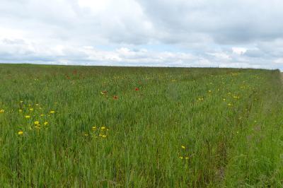 <i>Glebionis segetum</i>