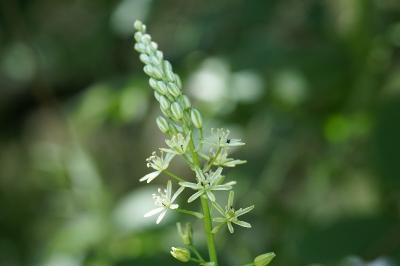 <i>Loncomelos pyrenaicus</i>