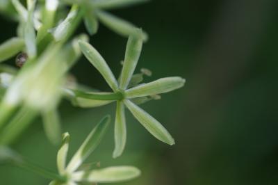 <i>Loncomelos pyrenaicus</i>