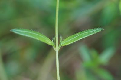 <i>Helianthemum nummularium</i>