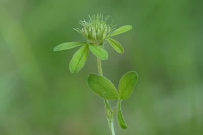 <i>Trifolium ochroleucon</i>