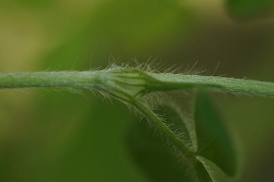 <i>Trifolium ochroleucon</i>
