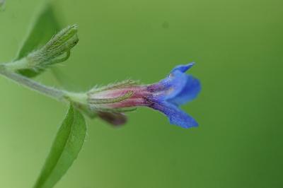 <i>Aegonychon purpurocaeruleum</i>