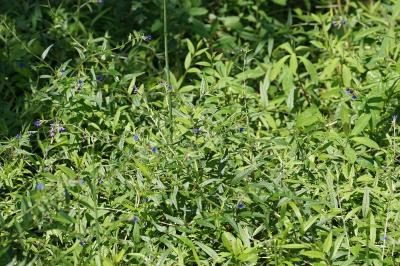 <i>Aegonychon purpurocaeruleum</i>