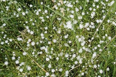 <i>Stellaria graminea</i>