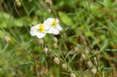 <i>Helianthemum apenninum</i>