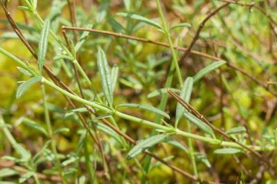 <i>Helianthemum apenninum</i>