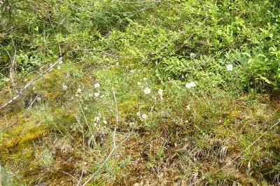 <i>Helianthemum apenninum</i>