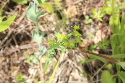 <i>Euphorbia exigua</i>