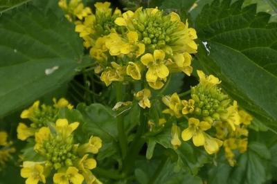 <i>Barbarea vulgaris</i>