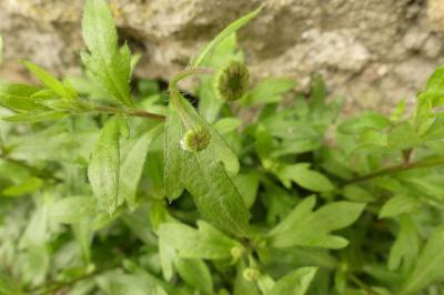 <i>Erigeron karvinskianus</i>
